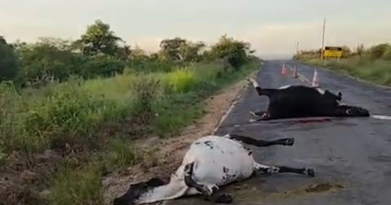 vacas-sao-encontradas-mortas-em-jacobina