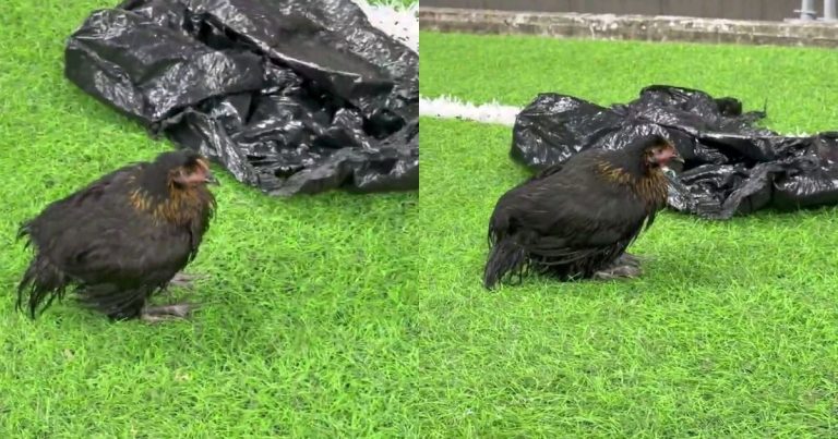 video:-torcedores-do-bahia-jogam-galinha-no-gramado-da-fonte-nova