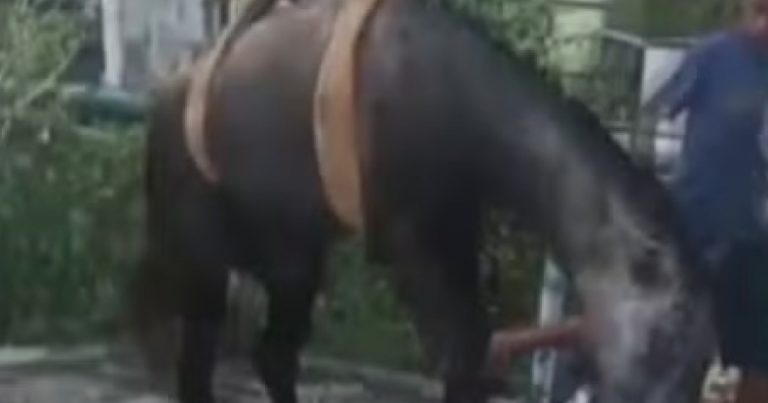 cavalo-e-resgatado-apos-cair-em-poco-de-estacao-de-esgoto-desativada-na-bahia