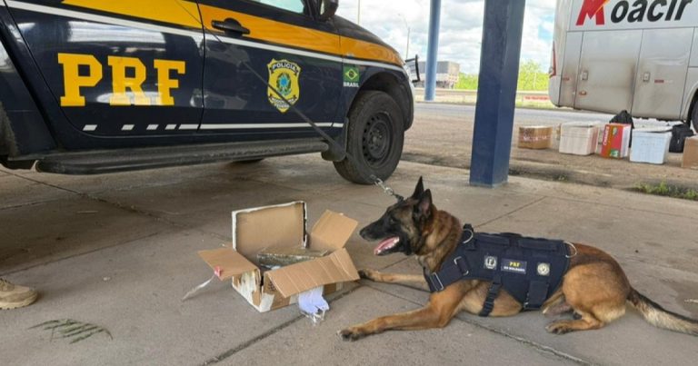prf-apreende-drogas,-celulares-e-perfumes-em-onibus-na-br-116