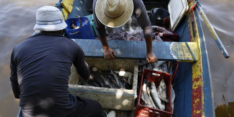 Pescadores beneficiados pelo Seguro-Defeso recebem 6º lote nesta terça pescadores-beneficiados-pelo-seguro-defeso-recebem-6o-lote-nesta-terca