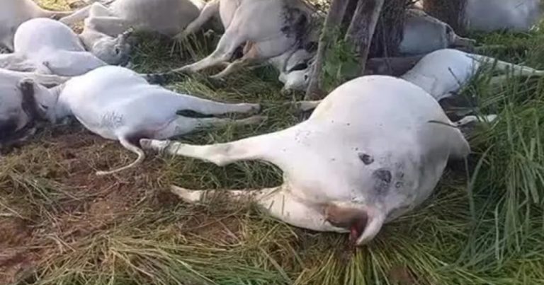 raio-causa-morte-de-16-cabecas-de-gado-durante-chuvas-em-piripa