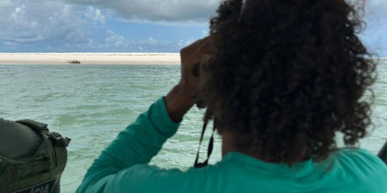 elefante-marinho-volta-a-ser-avistado-no-litoral-alagoano