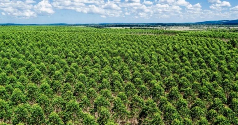 Agronegócio do Extremo Sul baiano vai receber R$ 200 milhões do BNDES para plantio de eucalipto agronegocio-do-extremo-sul-baiano-vai-receber-r$-200-milhoes-do-bndes-para-plantio-de-eucalipto