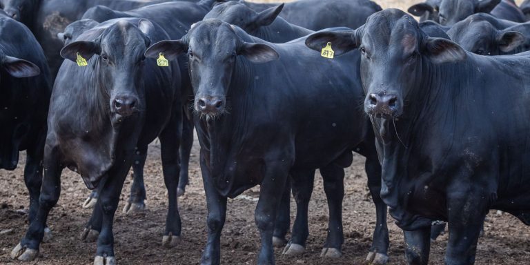 cmn-reduz-juros-de-financiamentos-a-cooperativas-rurais-pelo-pronaf