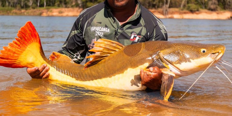 COP15 aprova maior proteção de bagres gigantes da Amazônia e ariranhas cop15-aprova-maior-protecao-de-bagres-gigantes-da-amazonia-e-ariranhas