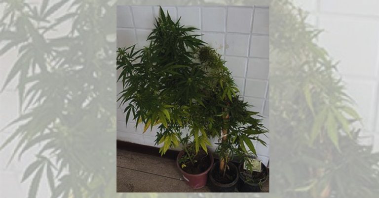policiais-encontram-pes-de-maconha-em-residencia-apos-denuncia-de-maus-tratos-a-animais