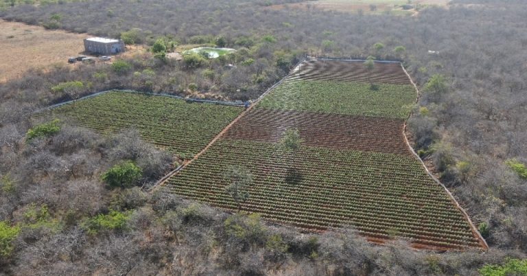 Operação prende sete suspeitos e apreende armas e veículos em ação contra o CV na Bahia operacao-prende-sete-suspeitos-e-apreende-armas-e-veiculos-em-acao-contra-o-cv-na-bahia