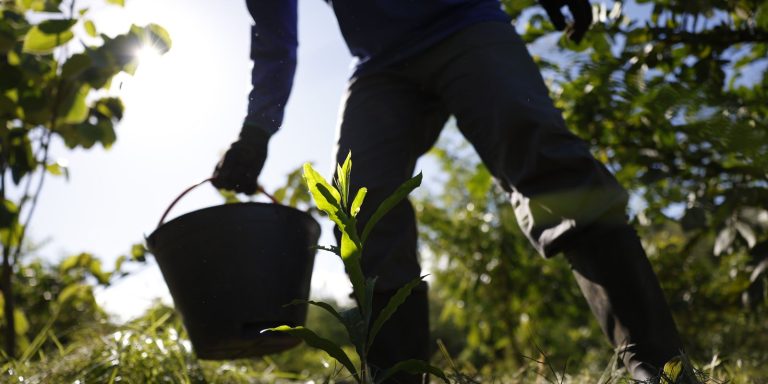 Governo apresenta plano para desenvolver bioeconomia no país governo-apresenta-plano-para-desenvolver-bioeconomia-no-pais