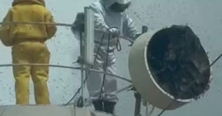 ataque-de-abelhas-deixa-cinco-feridos-e-mata-dois-caes-na-zona-rural-de-sento-se