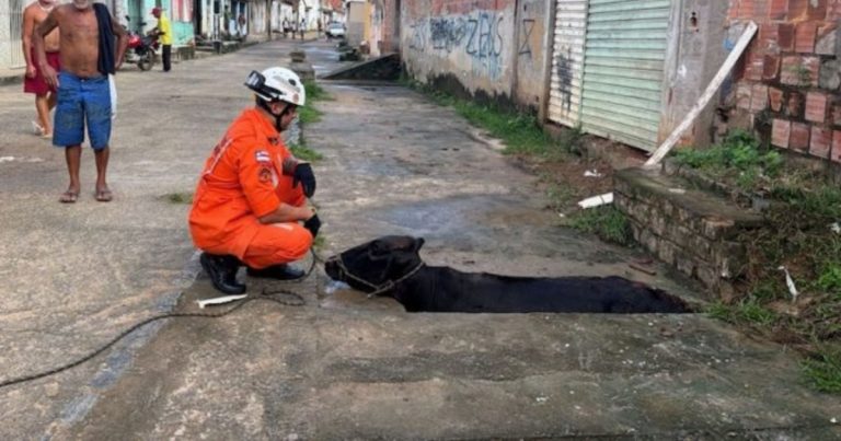 video:-vaca-e-resgatada-apos-cair-em-buraco-de-rede-de-esgoto-em-ipiau