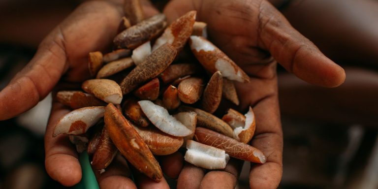 Instituto oferece bolsas para estimular bioeconomia amazônica instituto-oferece-bolsas-para-estimular-bioeconomia-amazonica