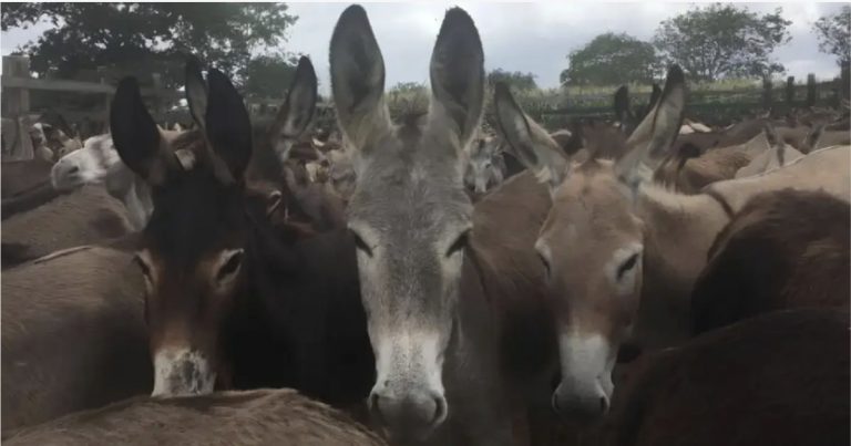 justica-federal-proibe-abate-de-jumentos-na-bahia-por-maus-tratos-e-risco-de-extincao