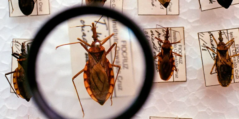Saúde anuncia R$ 12 milhões para enfrentamento da doença de Chagas saude-anuncia-r$-12-milhoes-para-enfrentamento-da-doenca-de-chagas