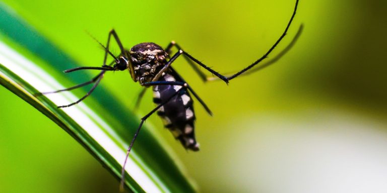 Casos de dengue no Brasil caem 75% em 2026 casos-de-dengue-no-brasil-caem-75%-em-2026