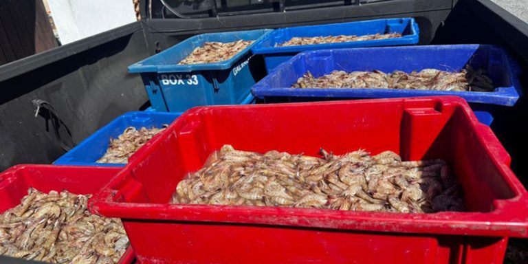 Pescadores são presos com 350 kg de camarão rosa no período do defeso pescadores-sao-presos-com-350-kg-de-camarao-rosa-no-periodo-do-defeso
