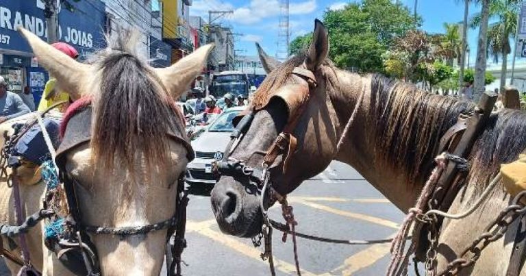 justica-obriga-prefeitura-de-feira-a-adotar-medidas-contra-maus-tratos-a-cavalos