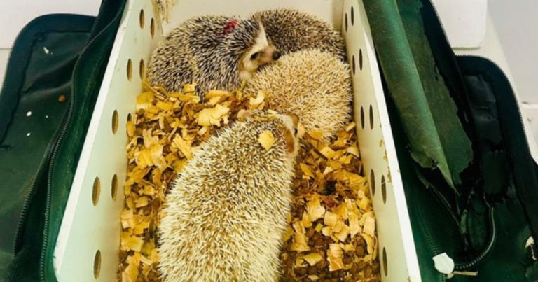 prf-apreende-ouricos-pigmeus-africanos-em-onibus-na-bahia;-animais-seriam-vendidos-por-r$-1,8-mil