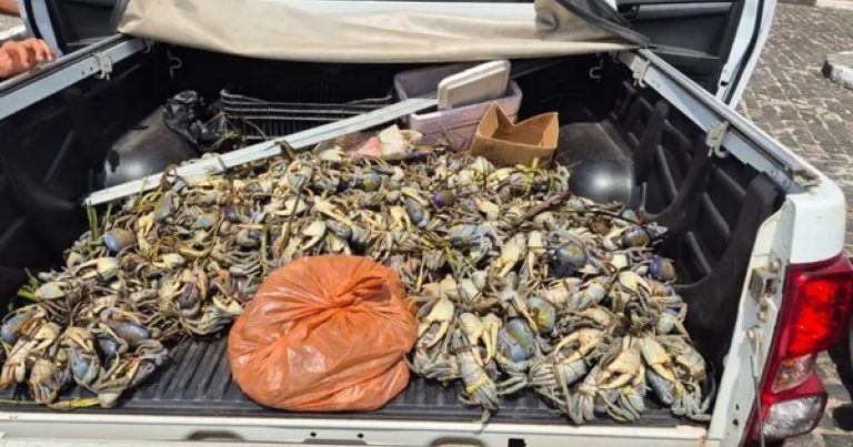 acao-da-policia-ambiental-apreende-mais-de-1,5-caranguejos-em-2-municipios-da-bahia