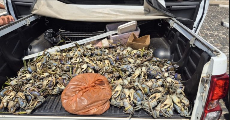 pm-apreende-mais-de-1,5-mil-caranguejos-durante-operacao-de-defeso-em-valenca-e-itubera,-na-bahia