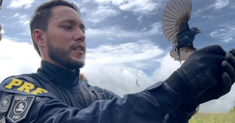 mais-de-10-mil-animais-sao-apreendidos-em-rodovias-da-bahia,-aponta-policia-rodoviaria-federal