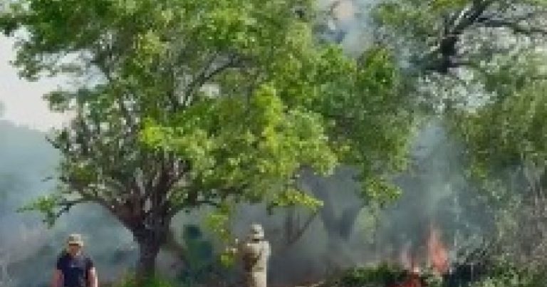 operacao-erradica-e-incinera-140-mil-pes-de-maconha-em-ibotirama-e-abare