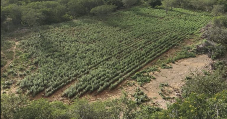 video:-em-macurure,-na-bahia,-operacao-integrada-destroi-125-mil-pes-de-maconha-e-prende-suspeito