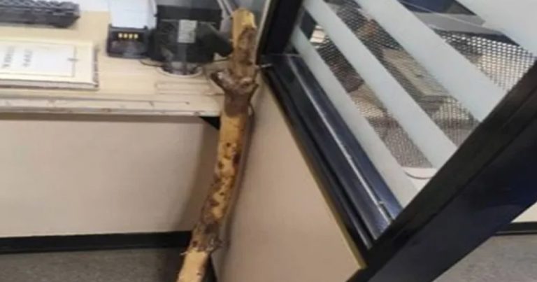 homem-e-preso-em-palmas-de-monte-alto-apos-ameacar-ex-companheira-e-morder-cunhada