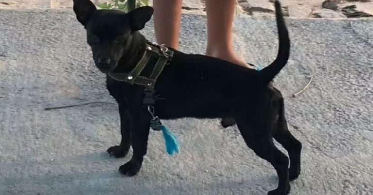 policia-investiga-furto-de-cachorro-em-serrinha;-video-mostra-suspeito-levando-animal