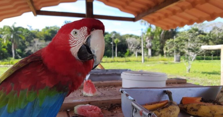 araras-vermelhas-sao-reintroduzidas-na-mata-atlantica-apos-seculos-de-extincao-na-bahia