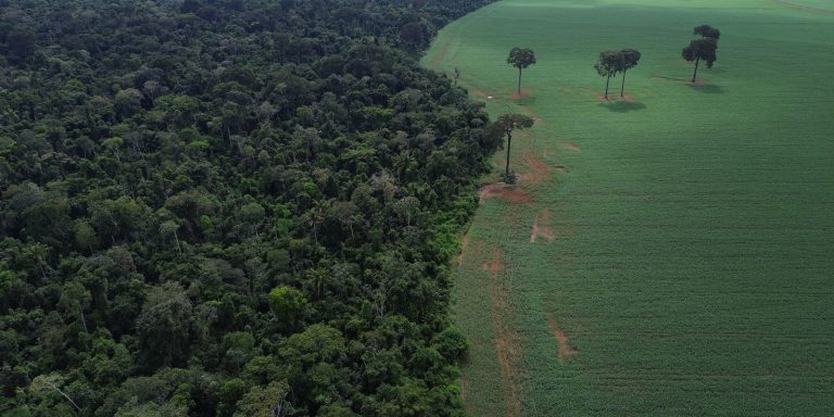 brasil-reduz-em-42%-perdas-florestais-em-2025,-aponta-estudo