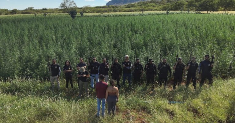 policia-civil-erradica-cultivo-de-300-mil-pes-de-maconha-em-cidade-da-chapada-diamantina