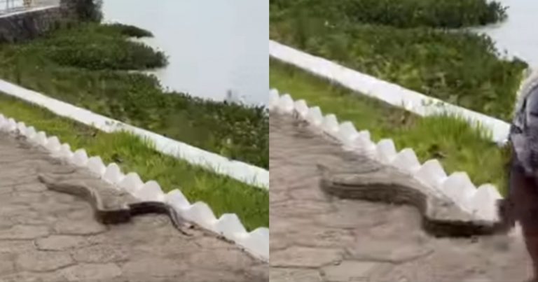 Cobra é flagrada em área de turistas no Parque Belvedere de Paulo Afonso cobra-e-flagrada-em-area-de-turistas-no-parque-belvedere-de-paulo-afonso