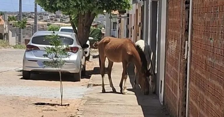brumado-intensifica-fiscalizacao-contra-animais-soltos-em-vias-publicas;-entenda-a-nova-medida