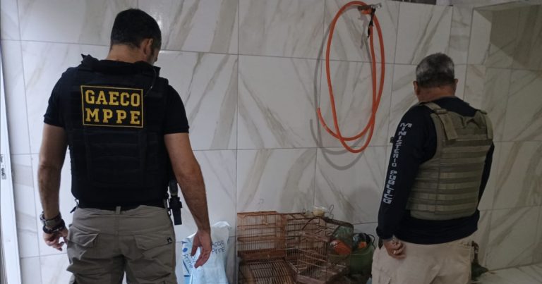 Operação Ninho de Falcão prende dois e apreende mais de 370 pássaros silvestres na Bahia e Pernambuco operacao-ninho-de-falcao-prende-dois-e-apreende-mais-de-370-passaros-silvestres-na-bahia-e-pernambuco