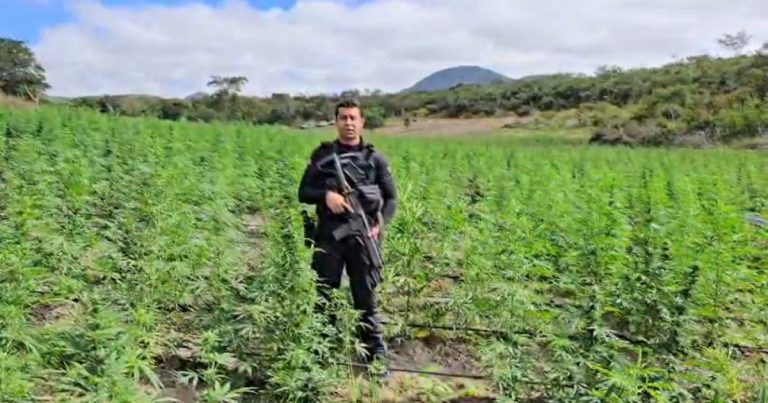 Operação da Polícia Civil erradica 200 mil pés de maconha na região do Velho Chico operacao-da-policia-civil-erradica-200-mil-pes-de-maconha-na-regiao-do-velho-chico