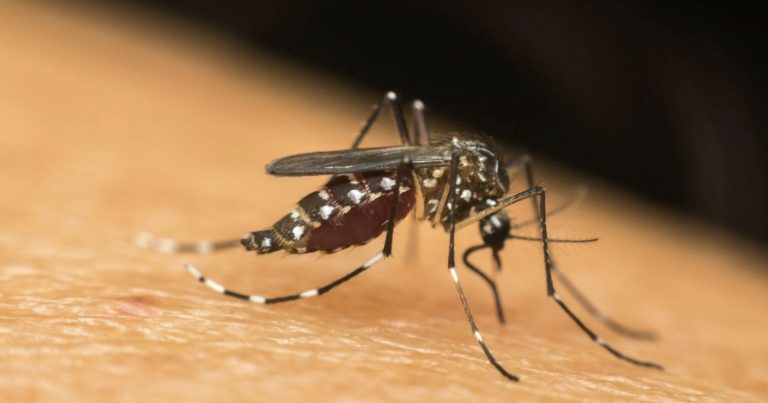 MP-BA recomenda medidas para combate à dengue, zika e chikungunya em Alagoinhas após aumento de casos mp-ba-recomenda-medidas-para-combate-a-dengue,-zika-e-chikungunya-em-alagoinhas-apos-aumento-de-casos