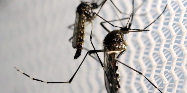 Estado de SP confirma mais duas mortes por febre amarela estado-de-sp-confirma-mais-duas-mortes-por-febre-amarela