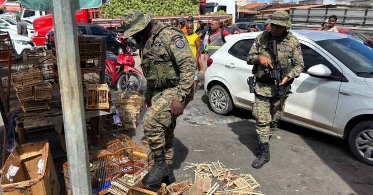 Batida da PM em feiras livres resgata 65 animais silvestres e captura 5 suspeitos em Alagoinhas e Feira de Santana batida-da-pm-em-feiras-livres-resgata-65-animais-silvestres-e-captura-5-suspeitos-em-alagoinhas-e-feira-de-santana