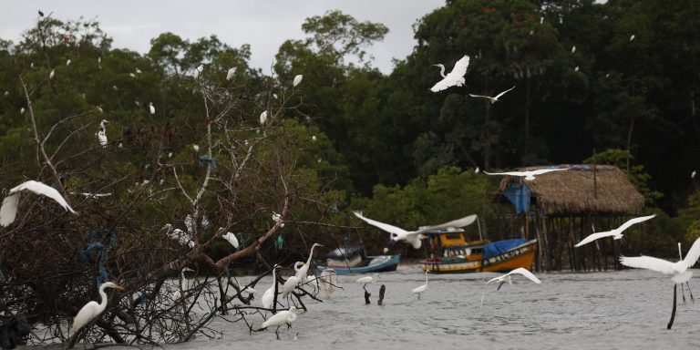 Amazônia Soberana: programa vai combater crimes em áreas de fronteira amazonia-soberana:-programa-vai-combater-crimes-em-areas-de-fronteira
