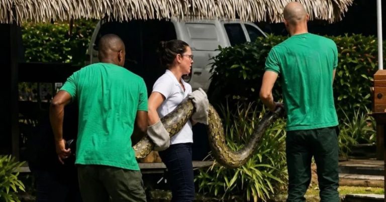 Jiboia de cerca de dois metros é capturada em área de resort no Litoral Norte baiano jiboia-de-cerca-de-dois-metros-e-capturada-em-area-de-resort-no-litoral-norte-baiano
