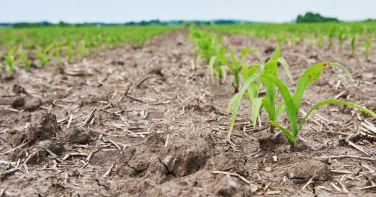 falta-de-chuvas-compromete-producao-agricola-e-preocupa-trabalhadores-rurais-em-feira