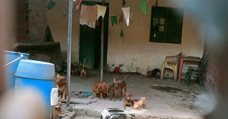 Operação apura denúncias de maus-tratos a animais em cinco bairros de Feira de Santana operacao-apura-denuncias-de-maus-tratos-a-animais-em-cinco-bairros-de-feira-de-santana