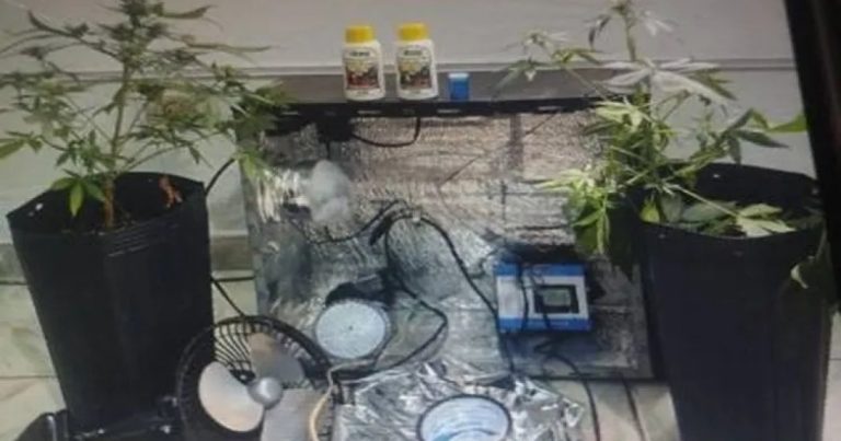 Polícia investiga ameaça armada e apreende estufa de maconha em Urandi policia-investiga-ameaca-armada-e-apreende-estufa-de-maconha-em-urandi