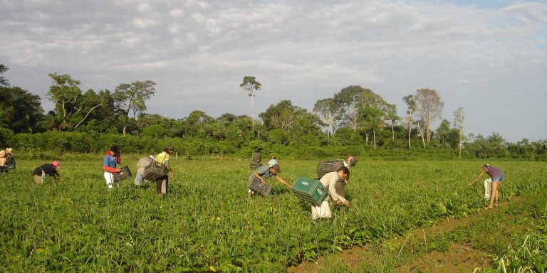 Prêmio para produção acadêmica destaca agricultura familiar premio-para-producao-academica-destaca-agricultura-familiar