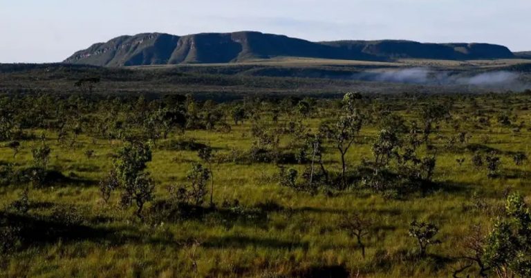 desmatamento-na-bahia-registra-queda-em-2025,-mas-estado-aparece-em-3-em-ranking-nacional