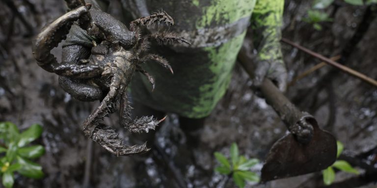 pesquisadores-identificam-presenca-de-mercurio-e-chumbo-em-caranguejos