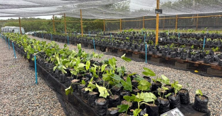 Bahia inaugura viveiro de mudas nativas em anexo do novo Centro de Treinamento bahia-inaugura-viveiro-de-mudas-nativas-em-anexo-do-novo-centro-de-treinamento