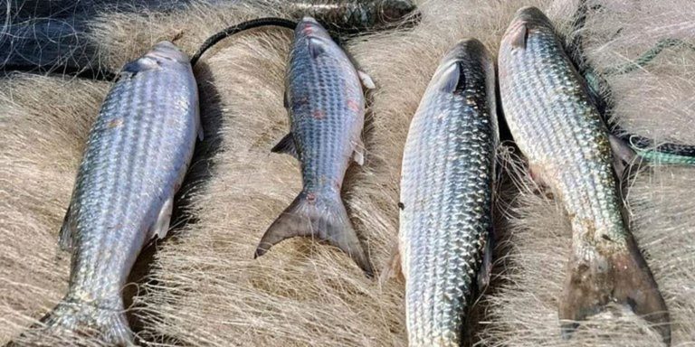 Pesca de tainha na modalidade arrasto de praia está suspensa pesca-de-tainha-na-modalidade-arrasto-de-praia-esta-suspensa