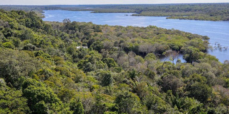 Fundo Amazônia quadruplica ritmo anual de aprovações desde 2023 fundo-amazonia-quadruplica-ritmo-anual-de-aprovacoes-desde-2023